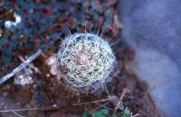 Mammillaria_erythrosperma_GM_725.jpg